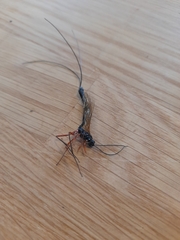 Dolichomitus imperator