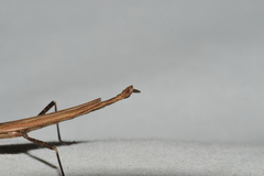 Malacomorpha longipennis