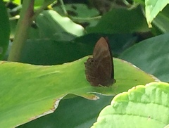Abisara saturata kausambioides