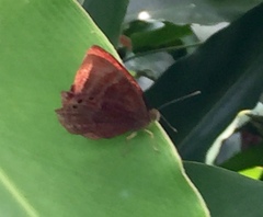 Abisara saturata kausambioides