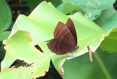 Abisara saturata kausambioides