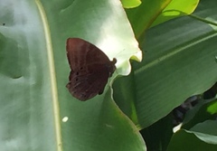Abisara saturata kausambioides