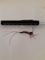 Dolichomitus imperator