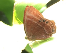 Abisara saturata kausambioides