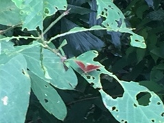 Abisara saturata kausambioides