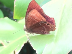 Abisara saturata kausambioides