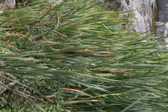 Typhaceae