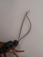 Dolichomitus imperator