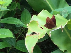 Abisara saturata kausambioides