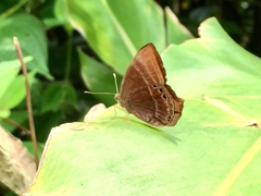 Abisara saturata kausambioides