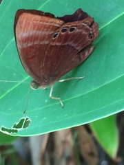 Abisara saturata kausambioides