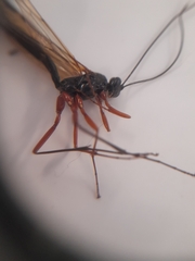 Dolichomitus imperator