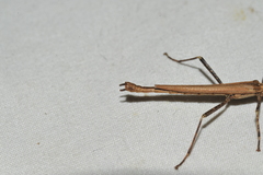 Malacomorpha longipennis