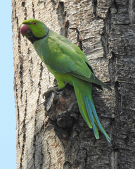 Psittacula krameri