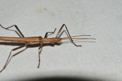 Malacomorpha longipennis