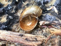 Novisuccinea strigata