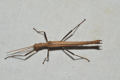 Malacomorpha longipennis