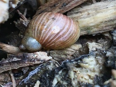 Novisuccinea strigata