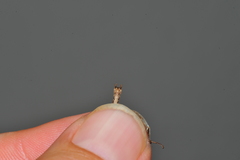 Malacomorpha longipennis