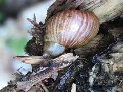 Novisuccinea strigata