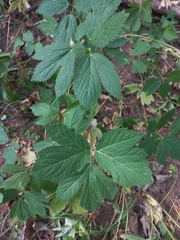 Peucedanum ostruthium