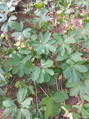 Peucedanum ostruthium