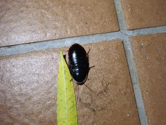 Opisthoplatia