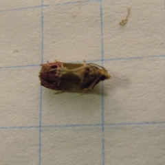 Eumarozia malachitana