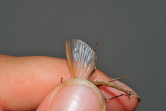 Malacomorpha longipennis