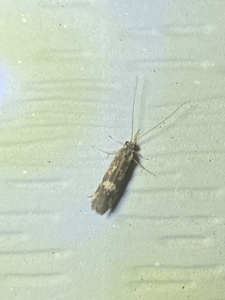 Caddisflies from Andover, MN 55304, USA on August 02, 2022 at 0951 PM