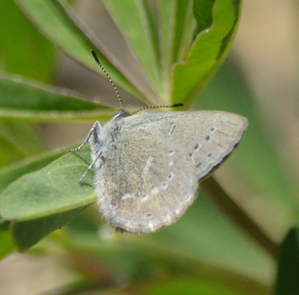 Satyrium semiluna