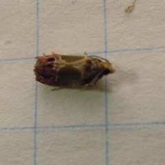 Eumarozia malachitana