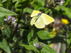 Gonepteryx cleobule