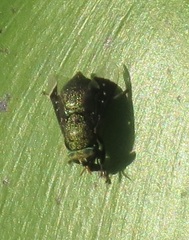 Lepiselaga