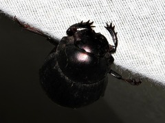 Chalconotus convexus