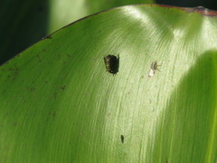 Lepiselaga