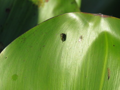Lepiselaga