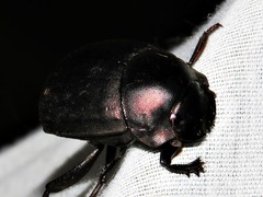 Chalconotus convexus