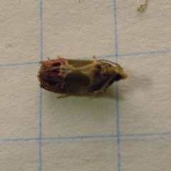 Eumarozia malachitana