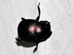 Chalconotus convexus