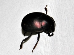 Chalconotus convexus