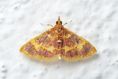 Pyrausta cruoralis