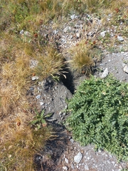 Marmota marmota