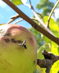 Rhagoletis pomonella