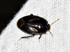 Macroscytus