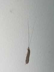 Pterygota
