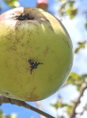 Rhagoletis pomonella