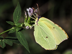 Gonepteryx cleobule