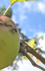 Rhagoletis pomonella