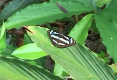 Athyma nefte subrata